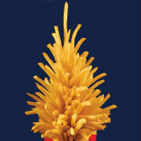 Frituur Den Ast Logo