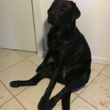 De Kristalijn Bebida