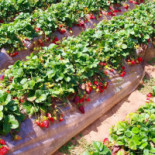 't Truffeltje Exterior