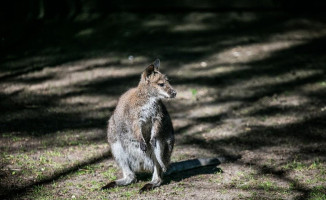 Ter Burchgraeve Bebida