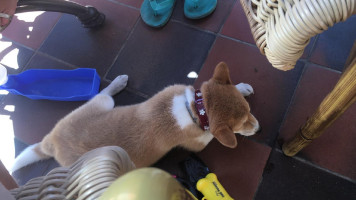 Ter Burchgraeve Bebida