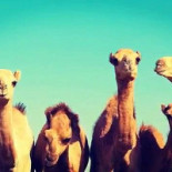 Taverne La Chaumière Extérieur