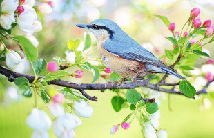 Burger Factory Boisson