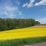 Le Primordia Extérieur