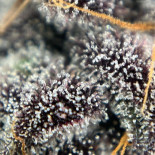 Emperor's Garden Boisson