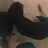 De Wandeling Boisson