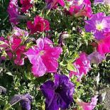 Kwalitaria Oude Dorp Boisson