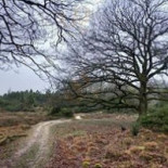 Voscheheugte Eethuis Natuurcamping Extérieur