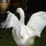 De Witte Gans Bebida