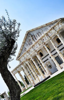 Olijfboom Extérieur