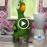 Hofke Van Bazel Bebida