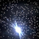 Colette De Vijvers Bebida