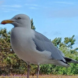 Vis En Zo Extérieur