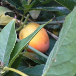 't Eetatelier Arnhem Boisson