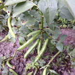 De Kookminister Maassluis Boisson