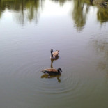 Adventuredome Boisson