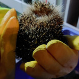 Adventuredome Boisson