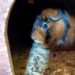 Juffrouw Jansen Boisson