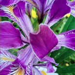 Turquoise Doner Kebab Minuman