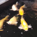 Blue Caribbean Vlaardingen Comida