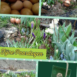 Biercafé 't Pumpke Bebida