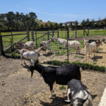 Eetcafé Oud Nijnsel Extérieur