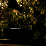 Café St. Maarten Boisson