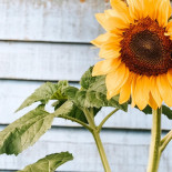 Indrani Lodge Boisson