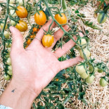 Indrani Lodge Bebida