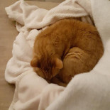 Les 4 Saisons Boisson