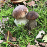 Cap Au Vert Nourriture