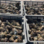 De Zeeuwse Bron Carte