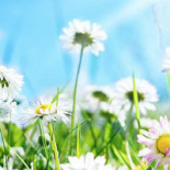 Mathias Bakery Jasmine Bebida