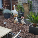 La Cour Interdite Bebida