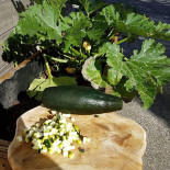 Corre's Food Nourriture