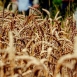 Dinner With The Queen Boisson