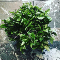 Sail Anchor Antwerp outside