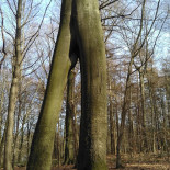 Le Bois D'arpes Extérieur