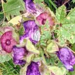 Eetcafe De Overkant Boisson