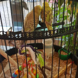 T Forum Edegem Boisson