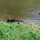 Defeche Willy Boisson