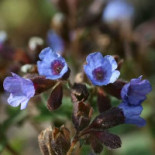 Pajottenlander Bebida