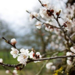 Pajottenlander Bebida