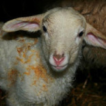 Pajottenlander Dentro