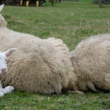 Pajottenlander Exterior