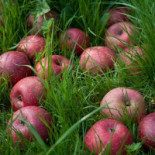 Pajottenlander Bebida