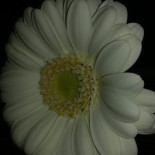 De Boksneuze Boisson