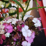 Azeri B.v. Siddeburen Boisson