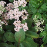 De Klaarbeek Boisson