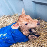 Wendy's Detra Bebida